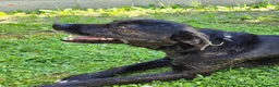 Meticcio cani in regalo: Cucciolotto Leo cerca affetto - Annuncio 7