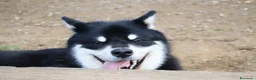 Alaskan Malamute cani per accoppiamento: Alaskan malamute a Provincia di Livorno - Annuncio 30