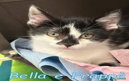 Europeo gatti in regalo: BELLA E FRAPPE' - Immagine 4