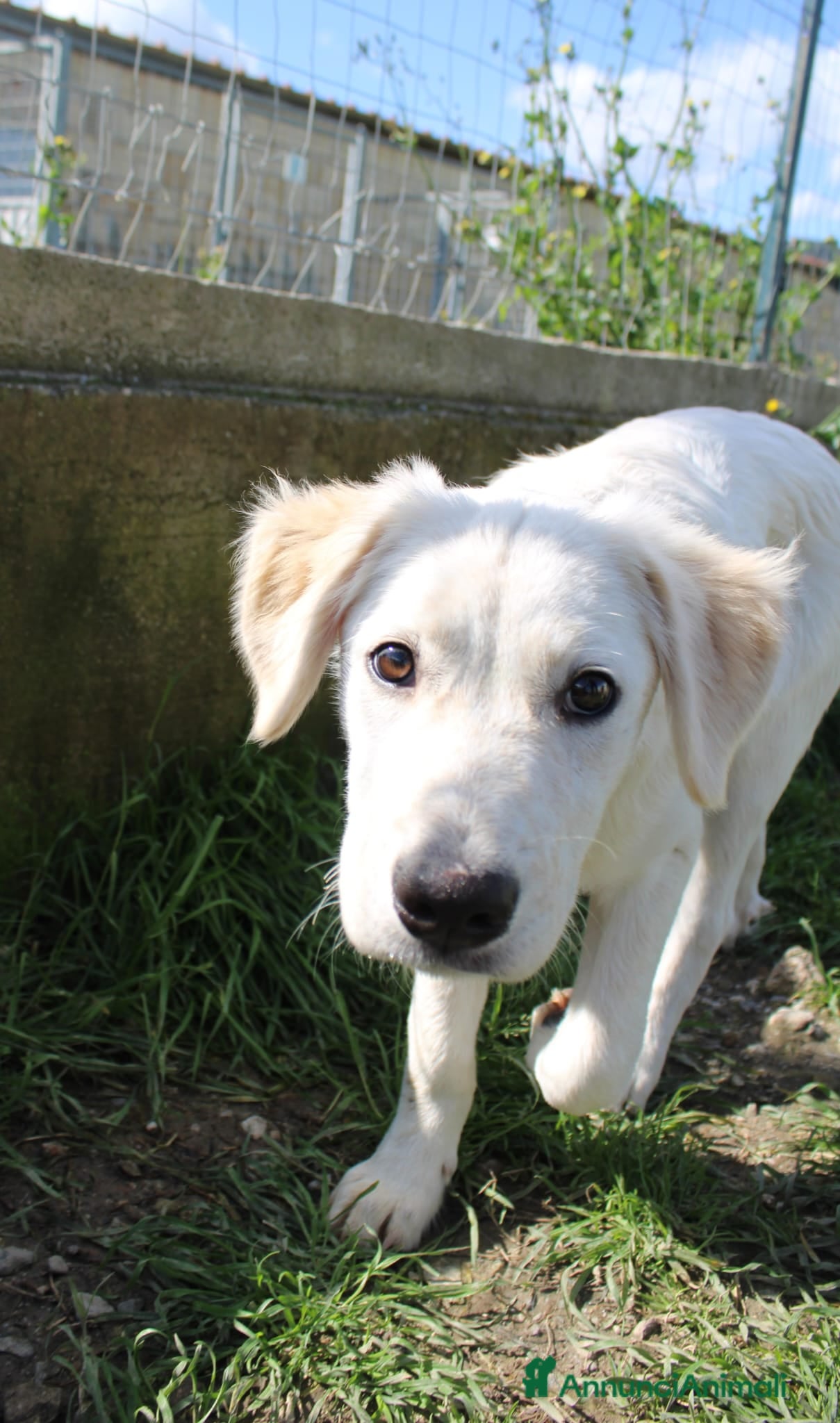 Meticcio cani in regalo: Doria  - Annuncio 3
