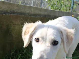 Meticcio cani in regalo: Doria - Annuncio 3