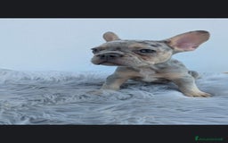 Bulldog Francese cani in vendita: Bulldog francese blu merle a Città Metropolitana di Genova - Immagine 2