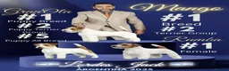 Jack Russell cani in vendita: Cuccioli jack russell lineaespositiva pelo ruvido  - Annuncio 6