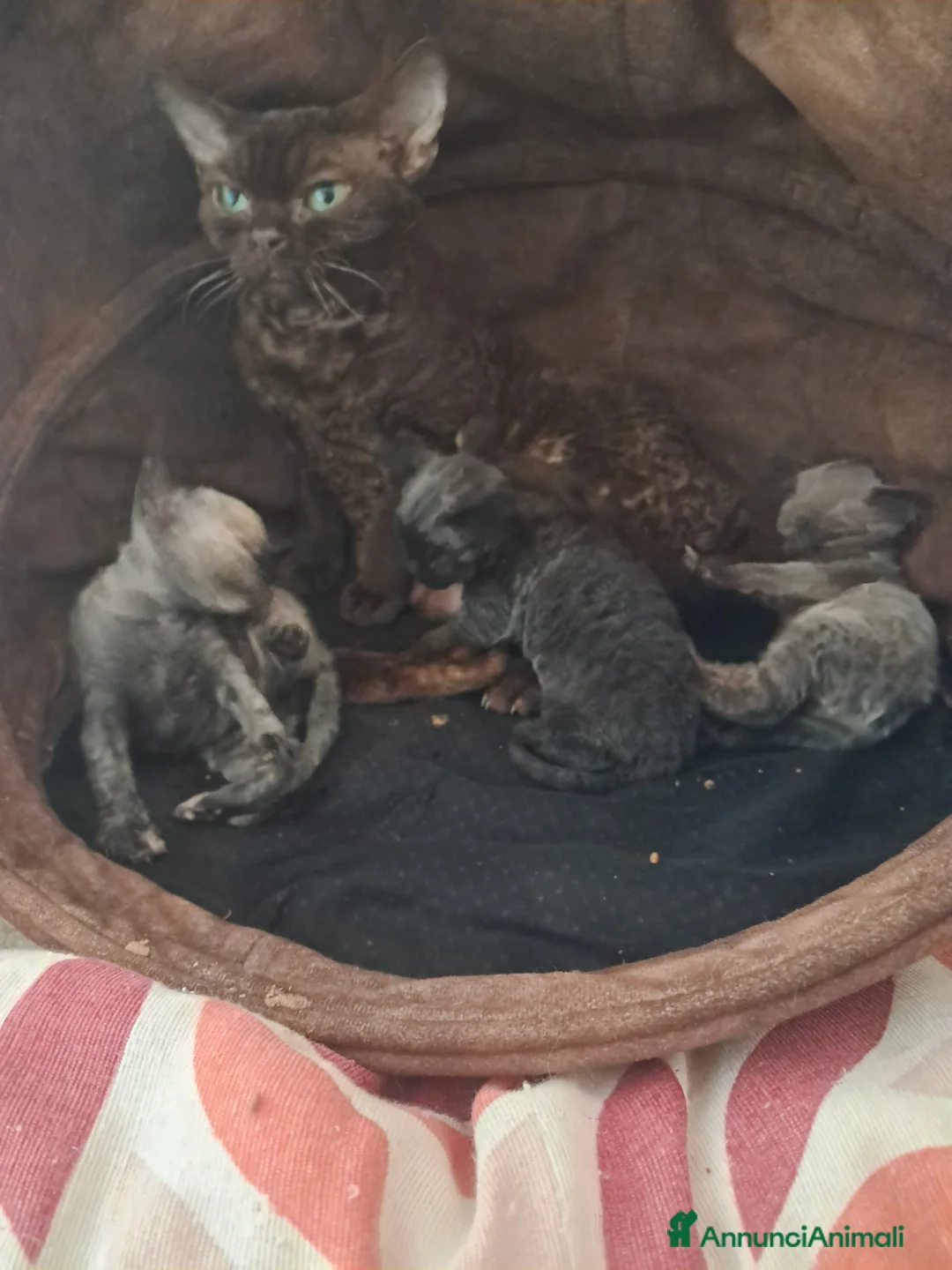 Devon Rex gatti in vendita: Cuccioli devon rex - Annuncio 1