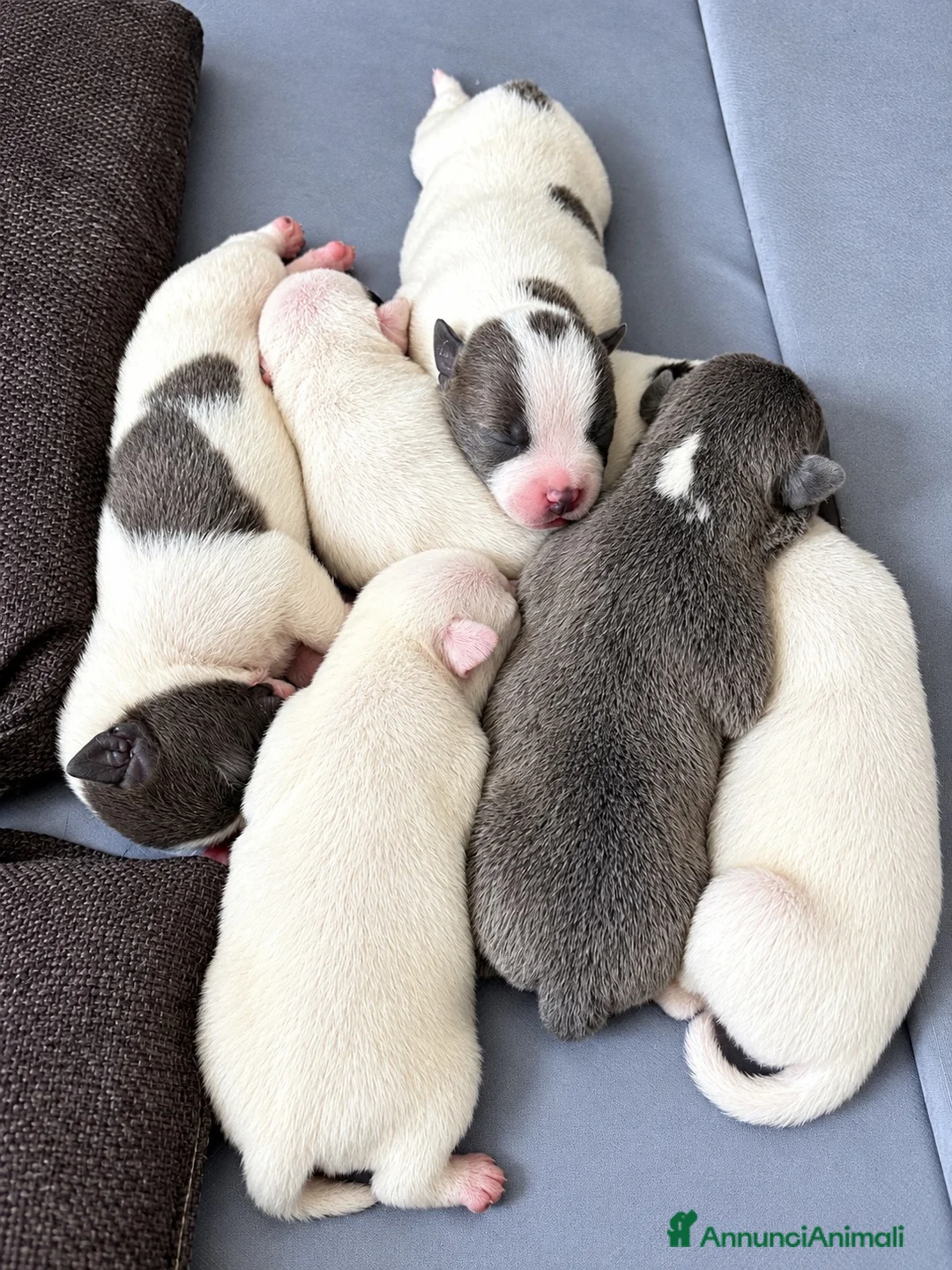 Staffordshire cani in vendita: Cuccioli di Staffordshire bull terrier - Annuncio 1