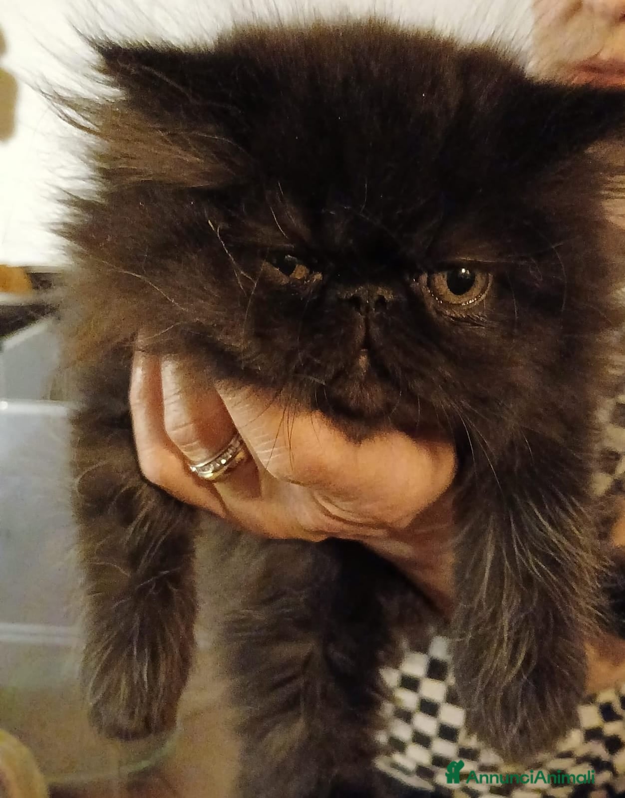Persiano gatti GATTINI PERSIANI - Annuncio 1