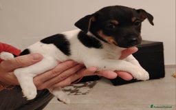 Jack Russell cani in vendita: Jack russel terrier tricolor - Immagine 7