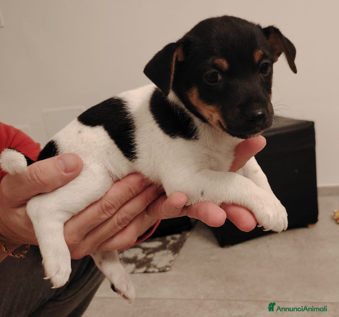 Jack Russell cani in vendita: Jack russel terrier tricolor - Immagine 7