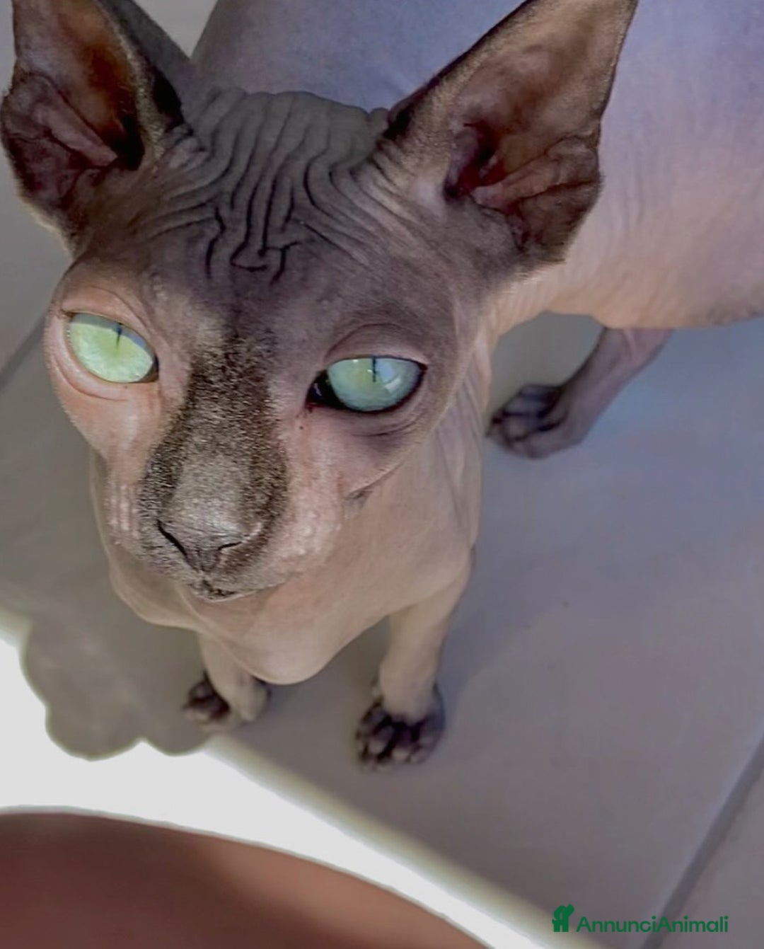 Sphynx gatti in vendita: Bellissimi cuccioli di sphynx con pedigree  - Annuncio 7