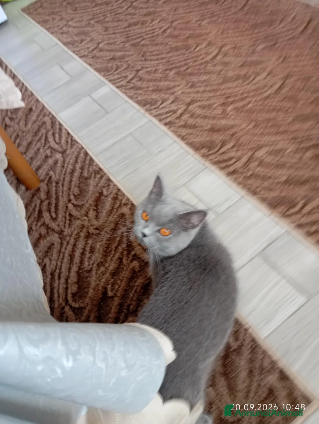 British gatti in vendita: BRITISH SHORTHAIR FEMMINA  - Annuncio 2