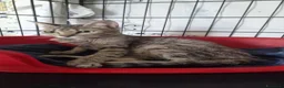 Meticcio gatti in regalo: Trilly gattina Fiv dolcissima a Città Metropolitana di Genova - Annuncio 2