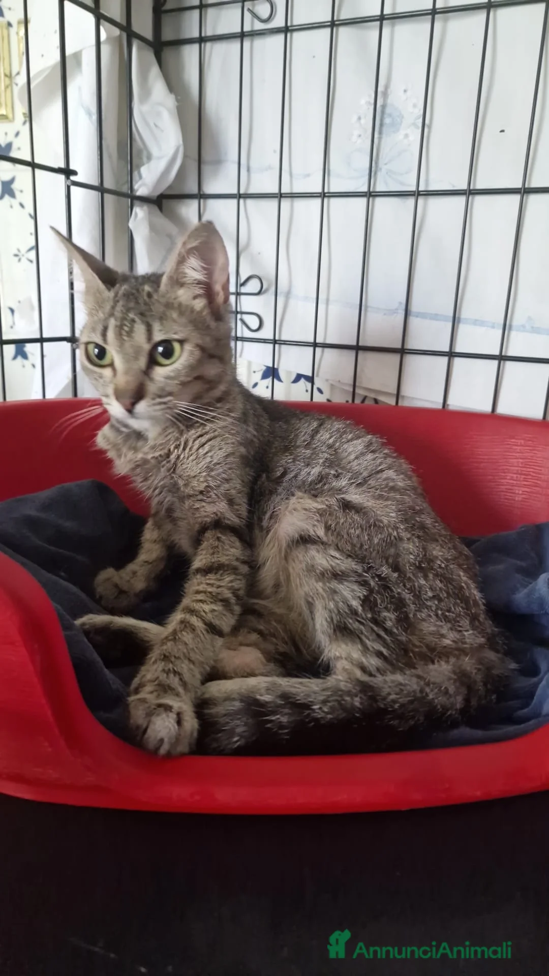 Meticcio gatti in regalo: Trilly gattina Fiv dolcissima a Città Metropolitana di Genova - Annuncio 2