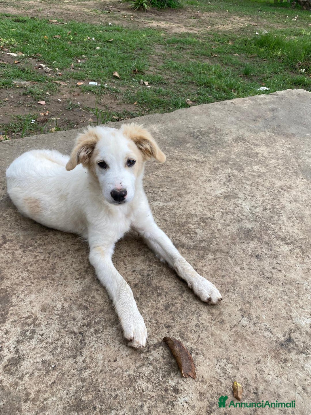 Meticcio cani in regalo: FUFFY  - Annuncio 8