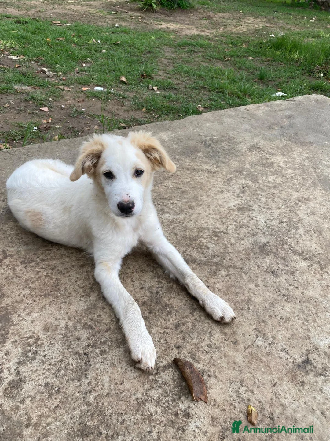 Meticcio cani in regalo: FUFFY  - Annuncio 8