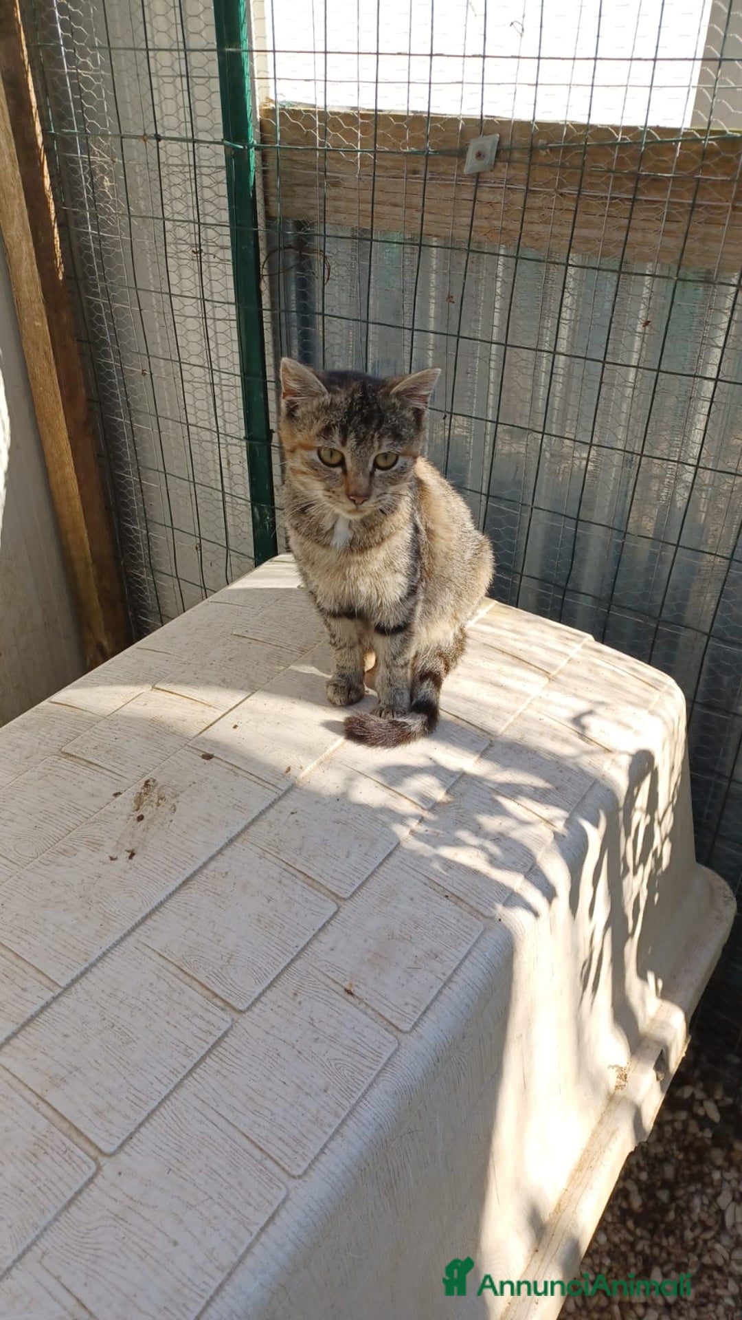 Meticcio gatti in regalo: LA DOLCE TIGRA - Annuncio 5