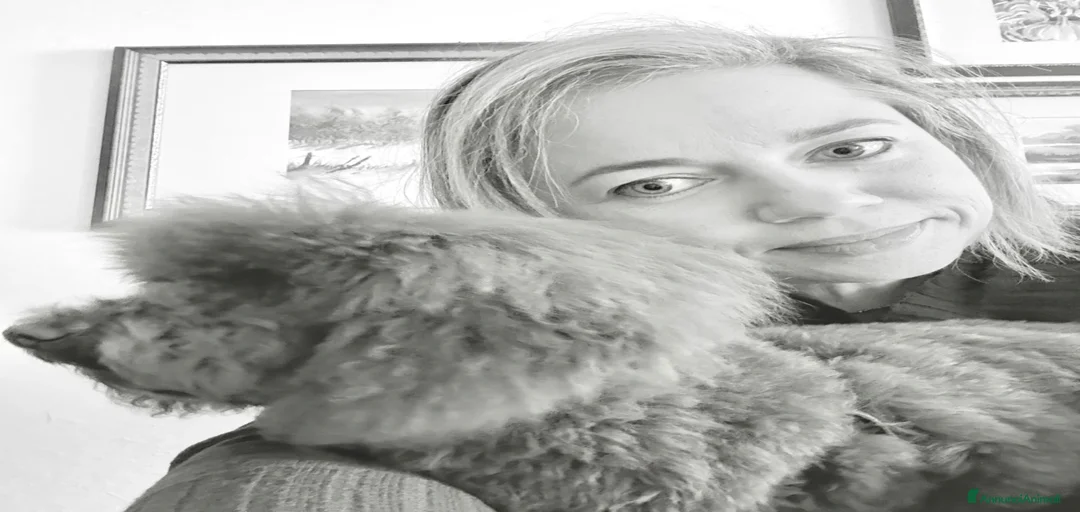 Immagine della galleria {{count}}