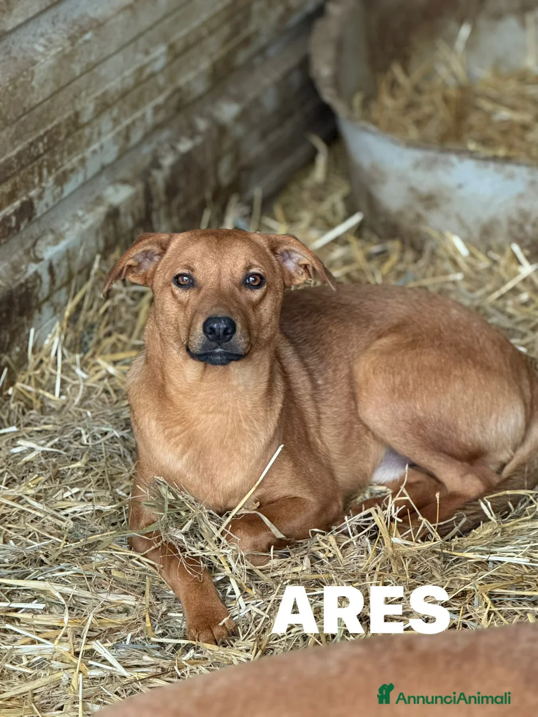 Meticcio cani in regalo: AARON e ARES, i cuccioloni più dolci e sfortunati! - Annuncio 10