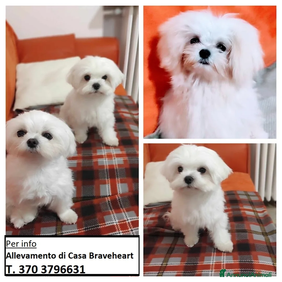 Immagine della galleria {{count}}