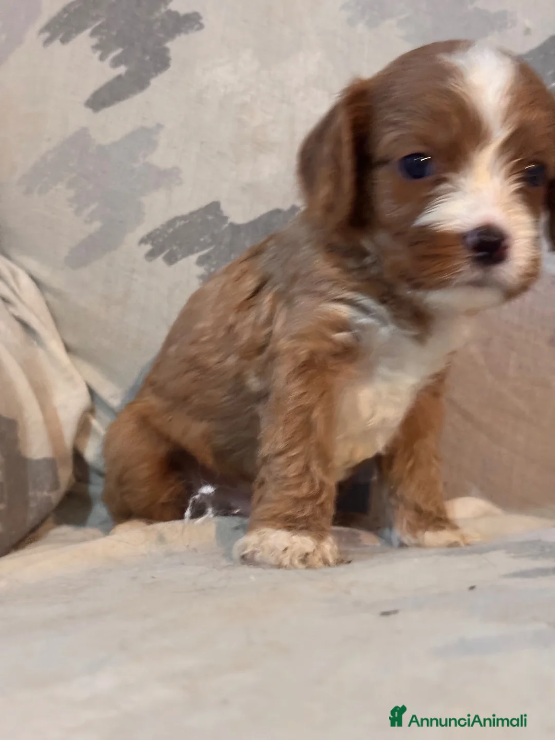 Cavapoo cani in vendita: Cuccioli di cane Cavapoo - Annuncio 2