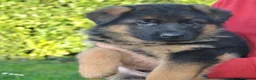 Pastore Tedesco cani in vendita: CUCCIOLI PASTORE TEDESCO - Annuncio 2