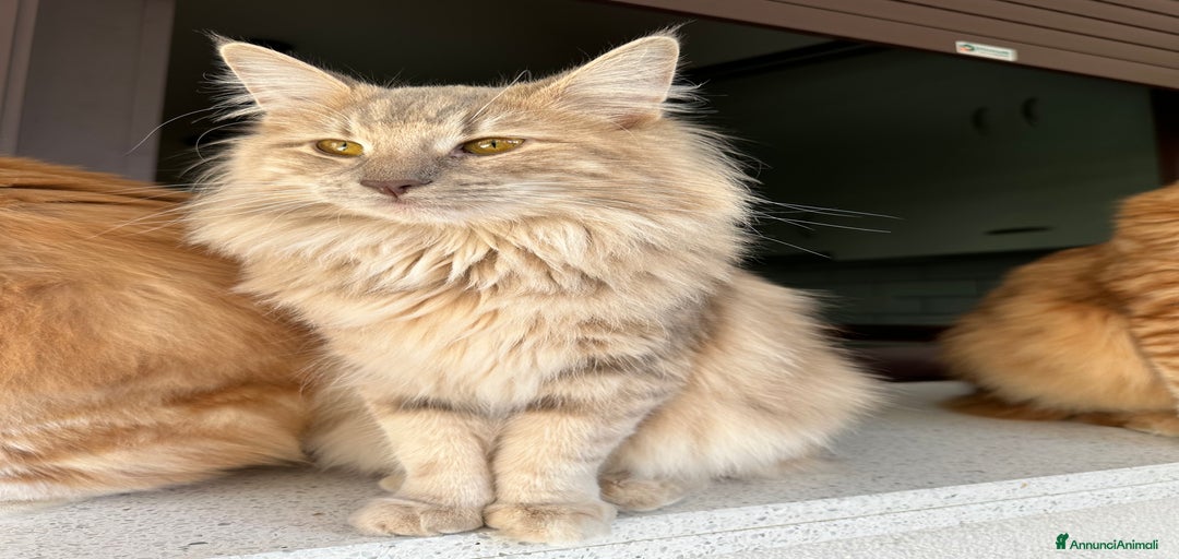 Immagine della galleria {{count}}