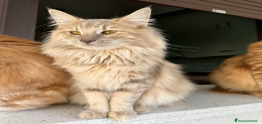 Immagine della galleria {{count}}