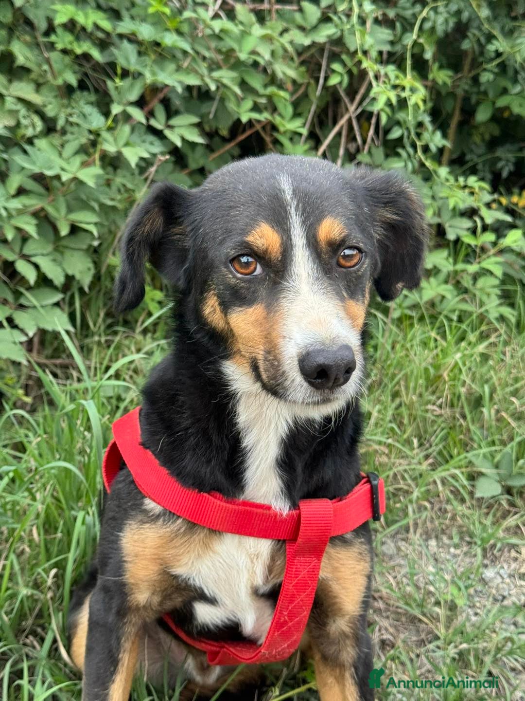 Meticcio cani in regalo: CHAD & CHARAPI, invisibili da troppo tempo! - Annuncio 5