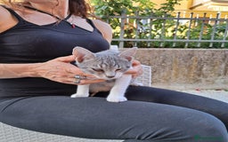 Europeo gatti in regalo: ❤️CI SIAMO ANCHE NOI - Immagine 2