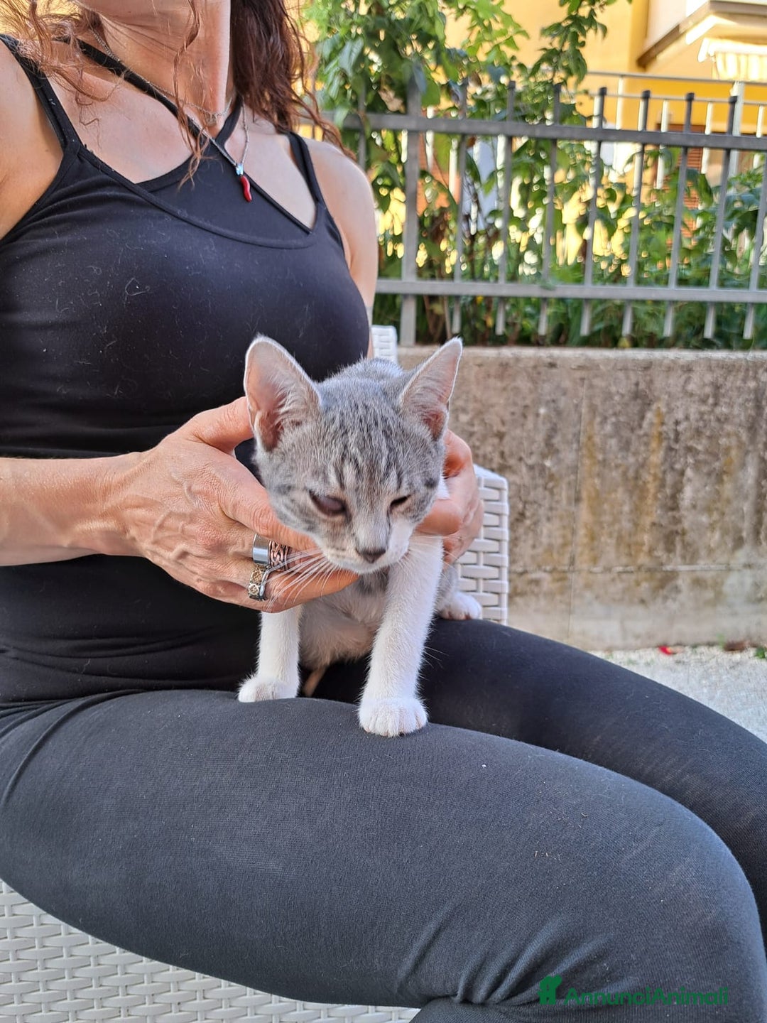 Europeo gatti in regalo: ❤️CI SIAMO ANCHE NOI - Immagine 2