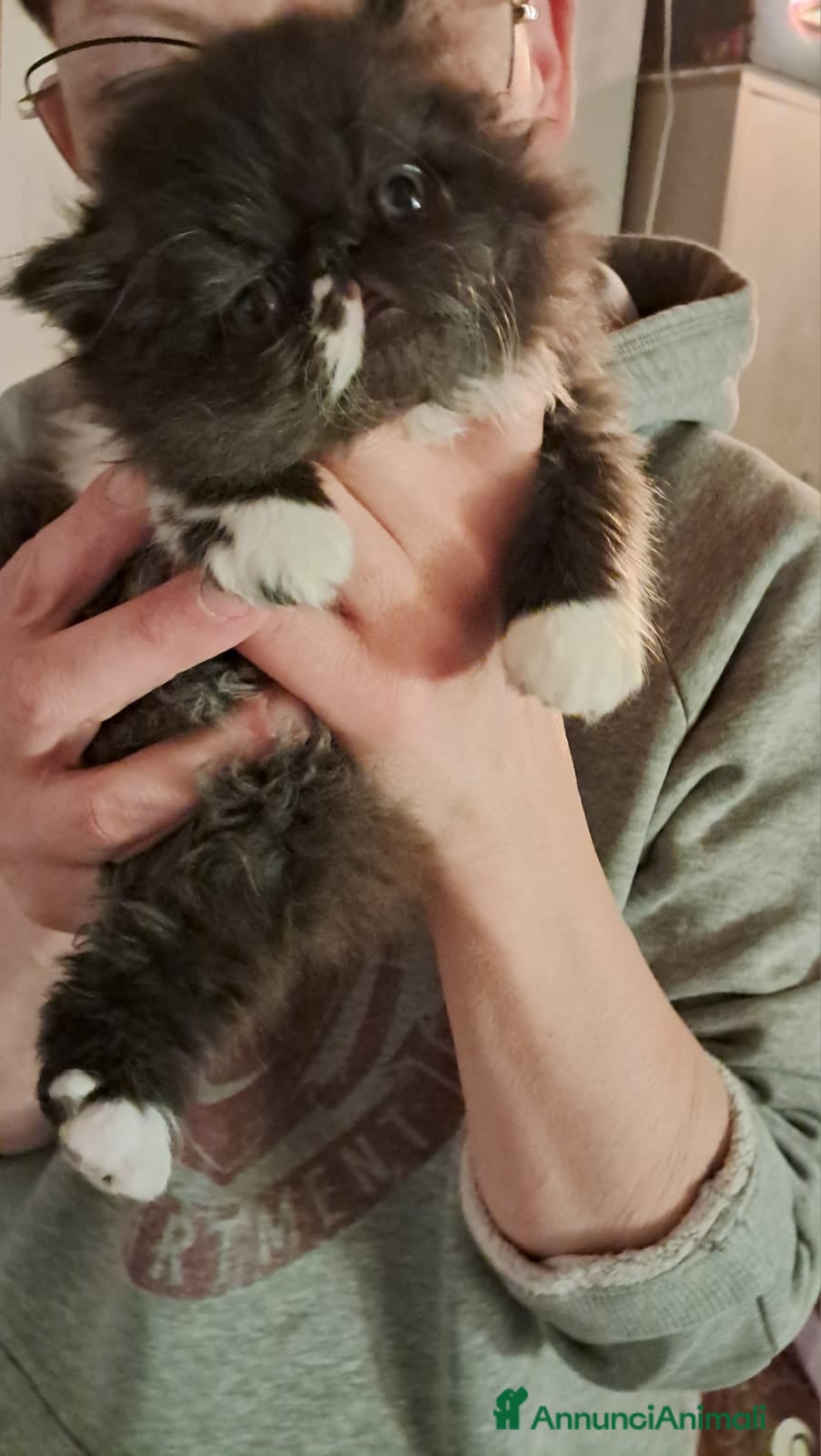 Persiano gatti GATTINI PERSIANI ED ESOTICI - Annuncio 8