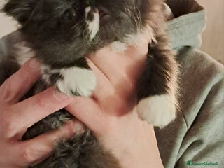 Persiano gatti GATTINI PERSIANI ED ESOTICI - Annuncio 11