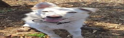 Meticcio cani in regalo: LUNA 🩷 un vulcano di amore e allegria!  😍 a Provincia di Treviso - Annuncio 15