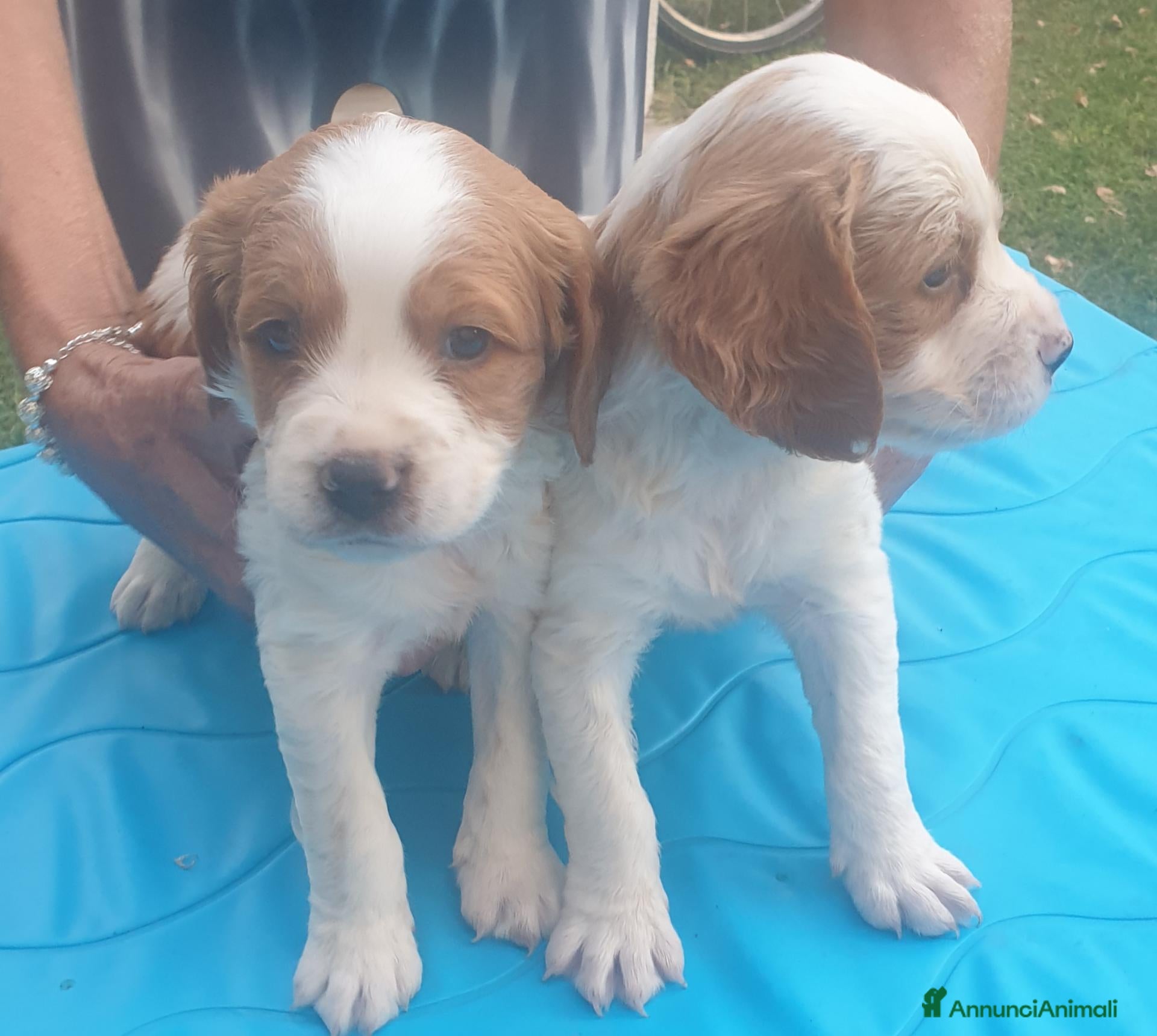 Breton cani in vendita: Breton cuccioli - Annuncio 1