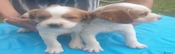 Breton cani in vendita: Breton cuccioli a Provincia di Perugia - Annuncio 1