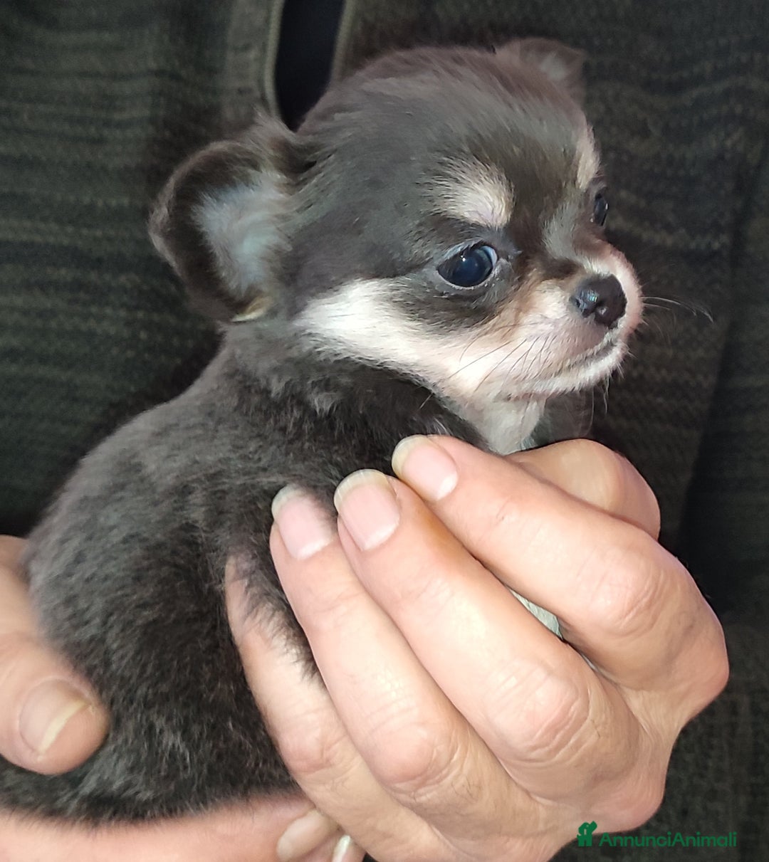 Chihuahua cani in vendita: Chihuahua cuccioli mini pedigree ENCI  - Annuncio 10