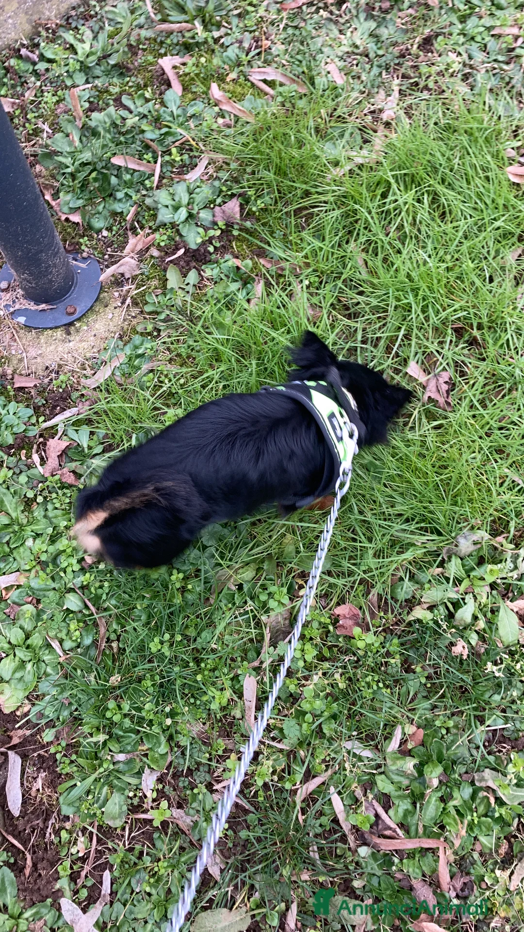 Meticcio cani in vendita: Il mio cane si chiama Max  - Annuncio 7