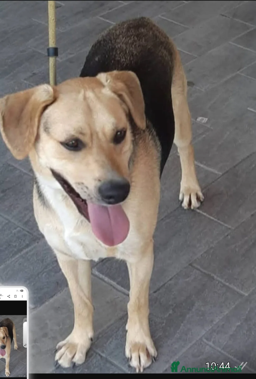 Meticcio cani in regalo: Mix Beagle/ pastorino 4anni SOS CASA PISTOIA - Annuncio 2