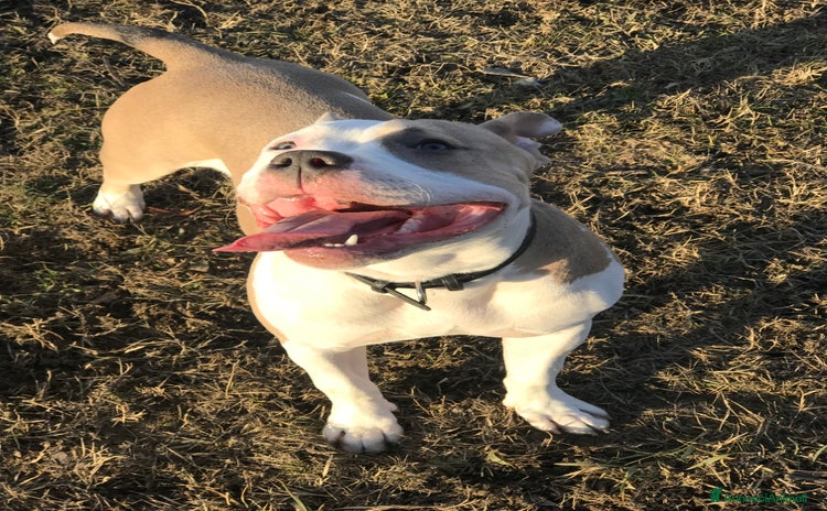 American Bully cani a Città Metropolitana di Torino - Annuncio 3
