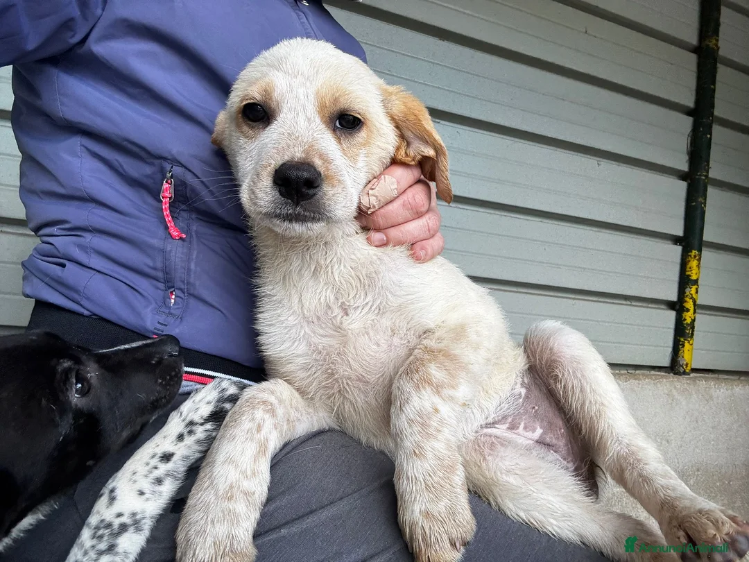 Meticcio cani in regalo: Brien a Provincia di Mantova - Annuncio 1