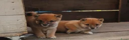 Shiba Inu cani in vendita:   Mame Shiba di piccola taglia – cuccioli rossi  - Annuncio 3