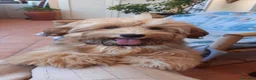 Bichon cani per accoppiamento: Accoppiamento - Annuncio 1