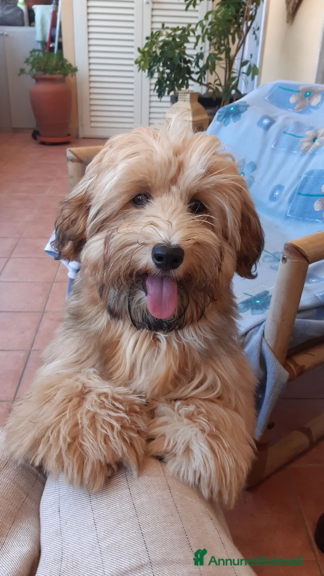 Bichon cani per accoppiamento: Accoppiamento - Annuncio 1