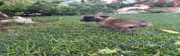 Beagle cani in vendita: Pastore belga Malinois  - Annuncio 26