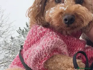 Barboncino Toy cani Barboncino Toy/Mini toy - Annuncio 8