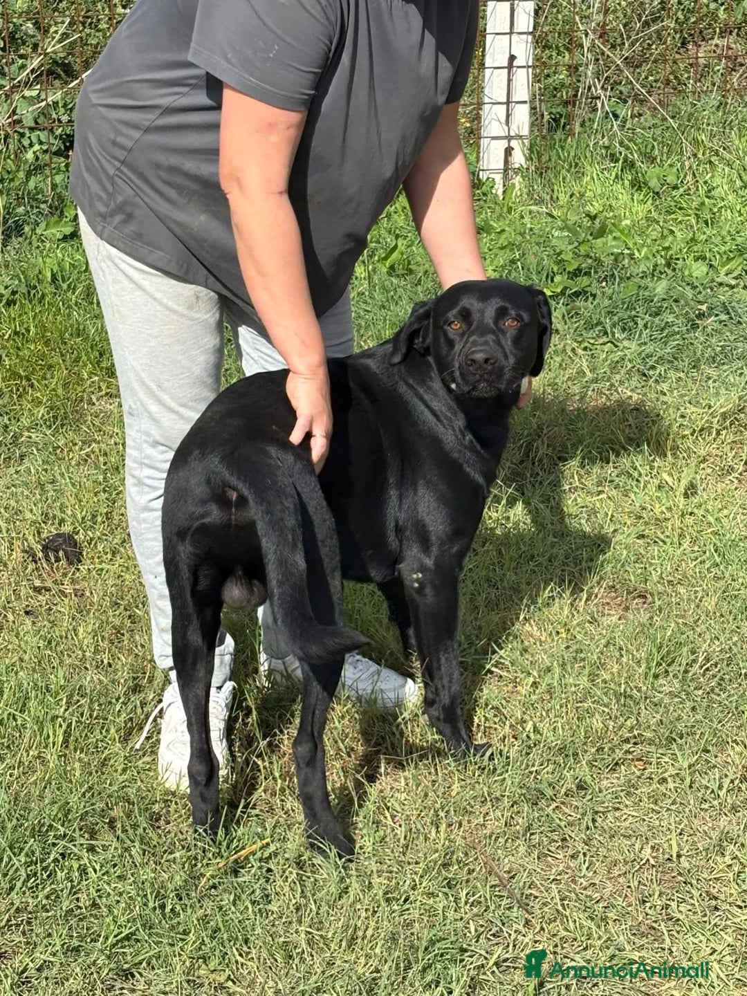 Meticcio cani in regalo: Rocky simil labrador retriever in adozione - Annuncio 6