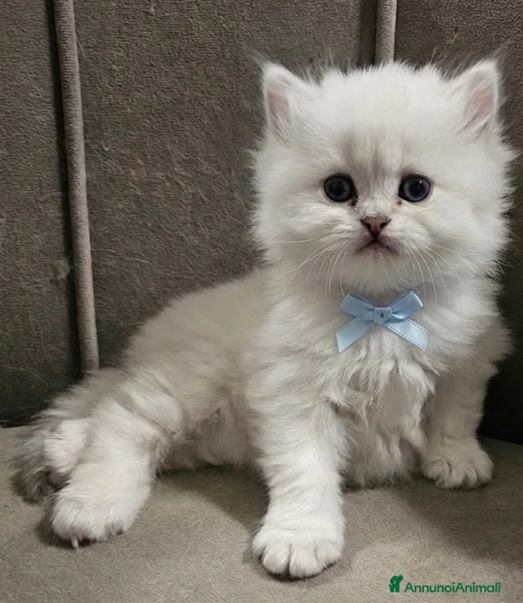 British gatti in vendita: British longhair certificati afef - Annuncio 2