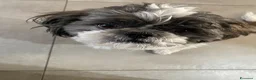 Shih Tzu cani per accoppiamento: Shih Tzu per Accoppiamento - Annuncio 3