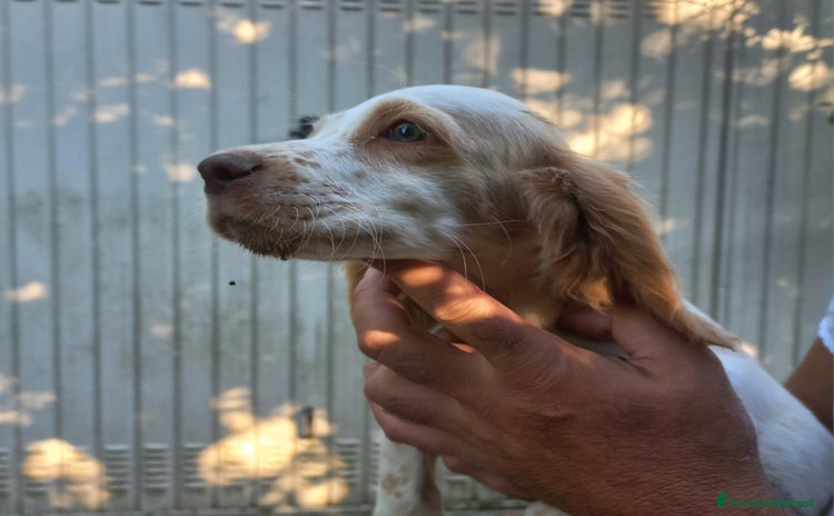 Setter Inglese cani a Provincia di Piacenza - Annuncio 1