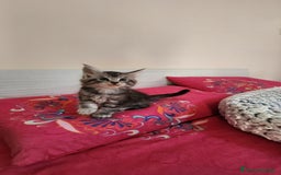 Maine Coon gatti in vendita: Cuccioli mainecoon - Immagine 3