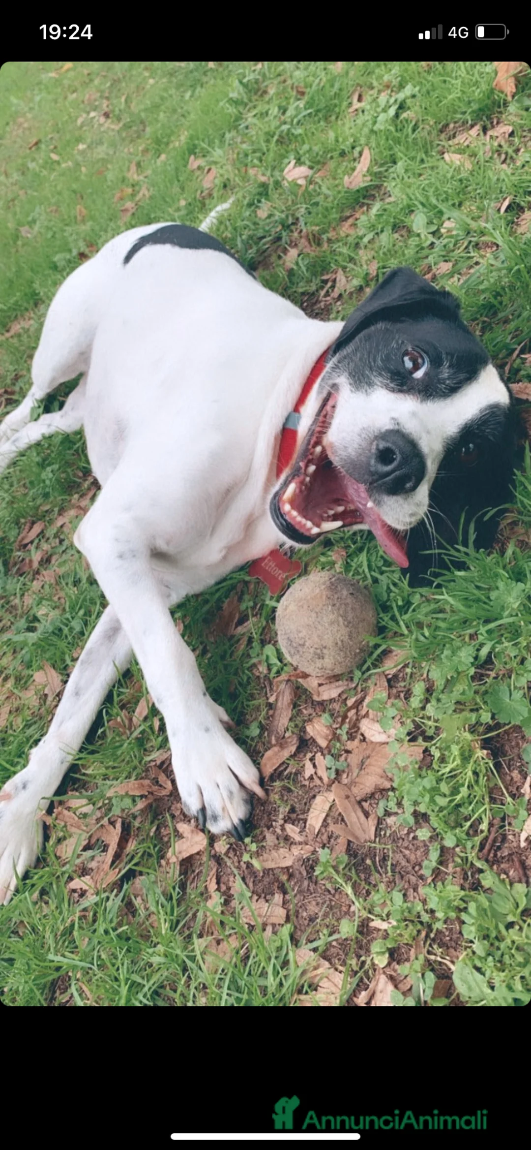 Meticcio cani in regalo: Ettore cerca casa (regalo) a Provincia di Bergamo - Annuncio 1